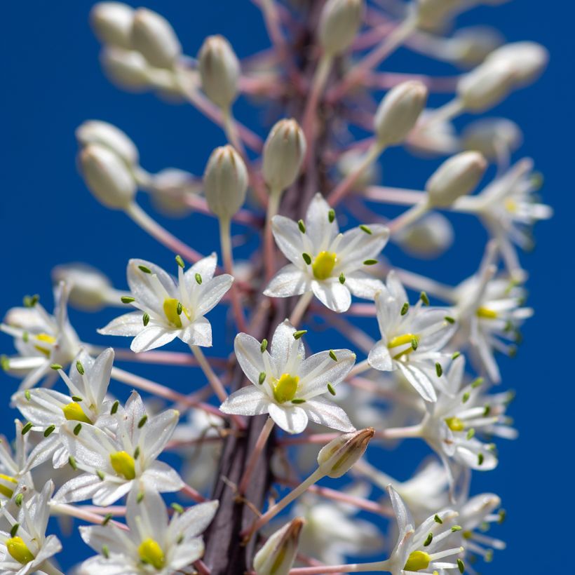 Urginea maritima (Flowering)