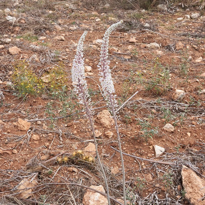 Urginea maritima (Plant habit)