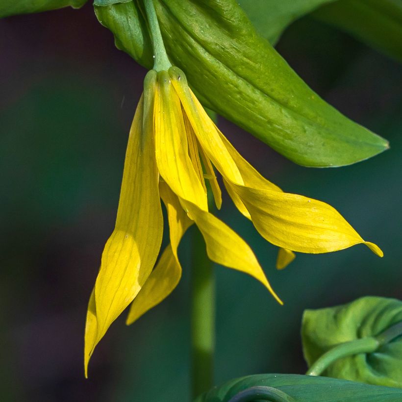 Uvularia grandiflora (Flowering)