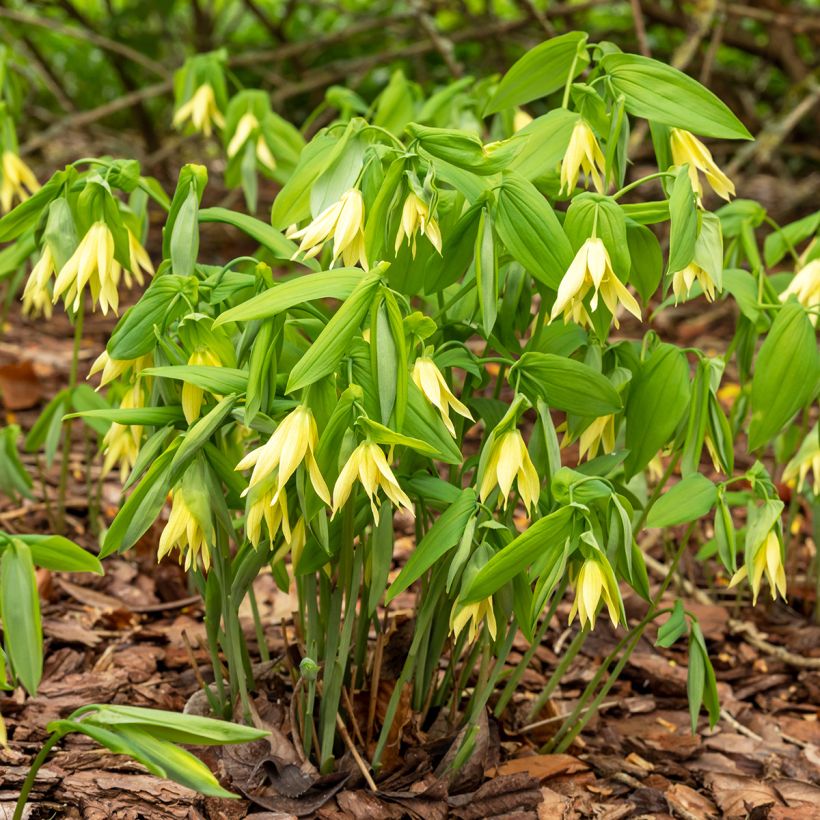 Uvularia grandiflora (Plant habit)