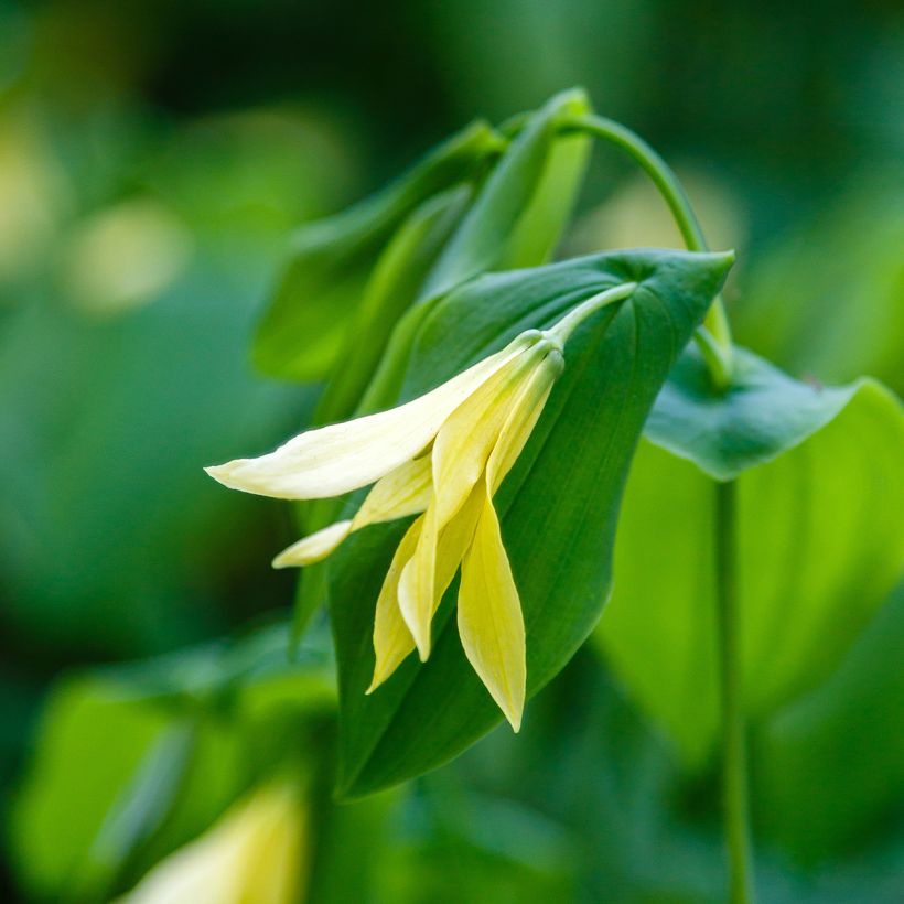 Uvularia grandiflora var. pallida  (Flowering)