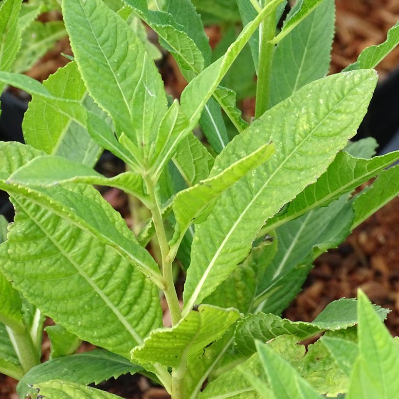 Vernonia noveboracensis White Lightning - Ironweed (Foliage)