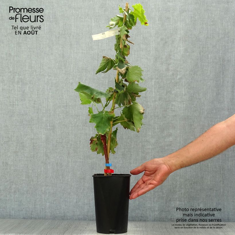 Alphonse Lavallée Vine - Vitis vinifera 1.5L/2L pot sample as delivered in summer