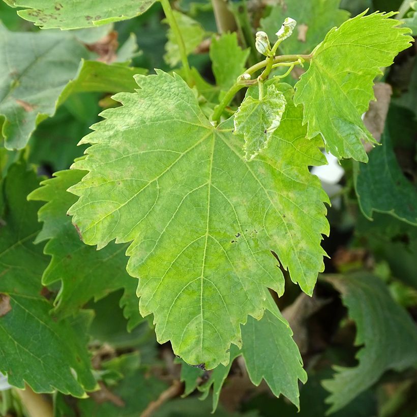 Alphonse Lavallée Vine - Vitis vinifera (Foliage)