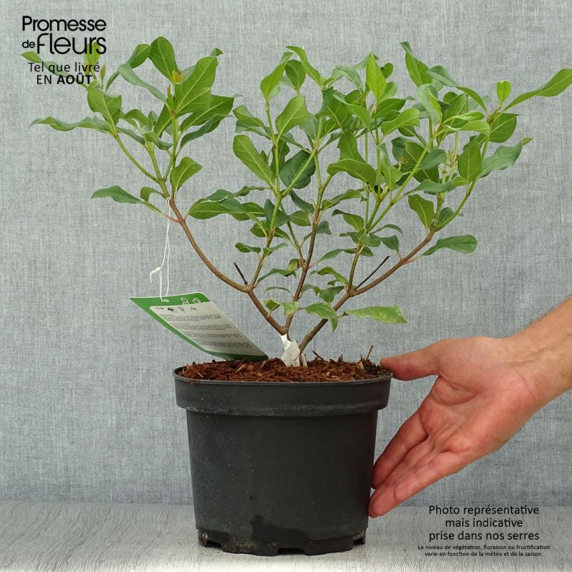 Viburnum globosum Jermyns Globe 3L/4L pot sample as delivered in summer