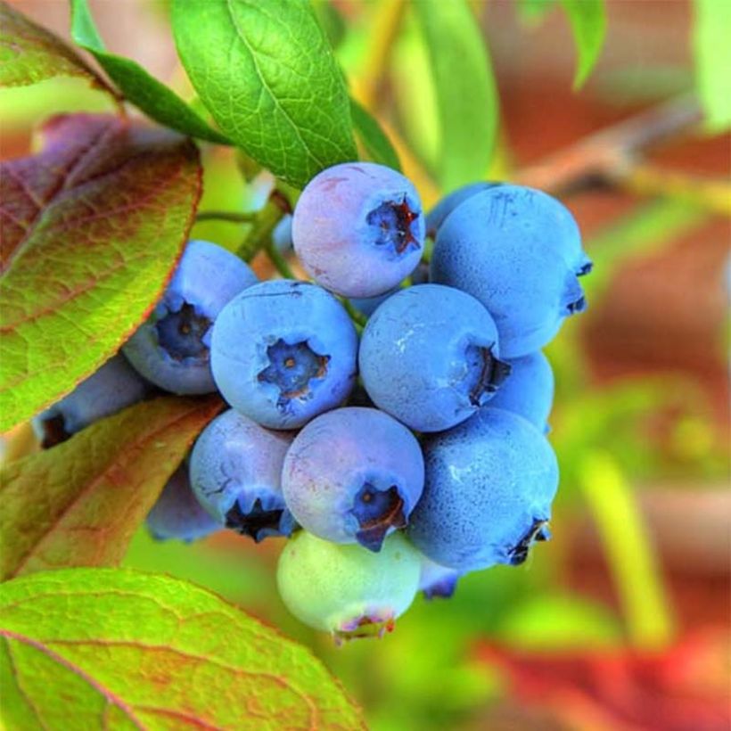 Vaccinium Tophat - Blueberry (Harvest)