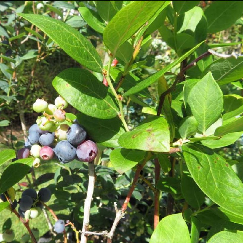 Vaccinium corymbosum Hortblue Petite- American Blueberry (Foliage)