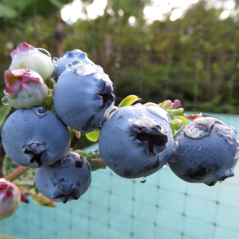 Vaccinium corymbosum Hortblue Petite- American Blueberry (Harvest)