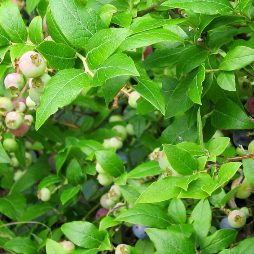 Vaccinium corymbosum Northcountry- American Blueberry (Foliage)