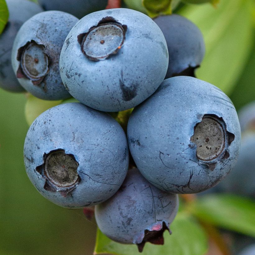 Vaccinium corymbosum Northcountry- American Blueberry (Harvest)