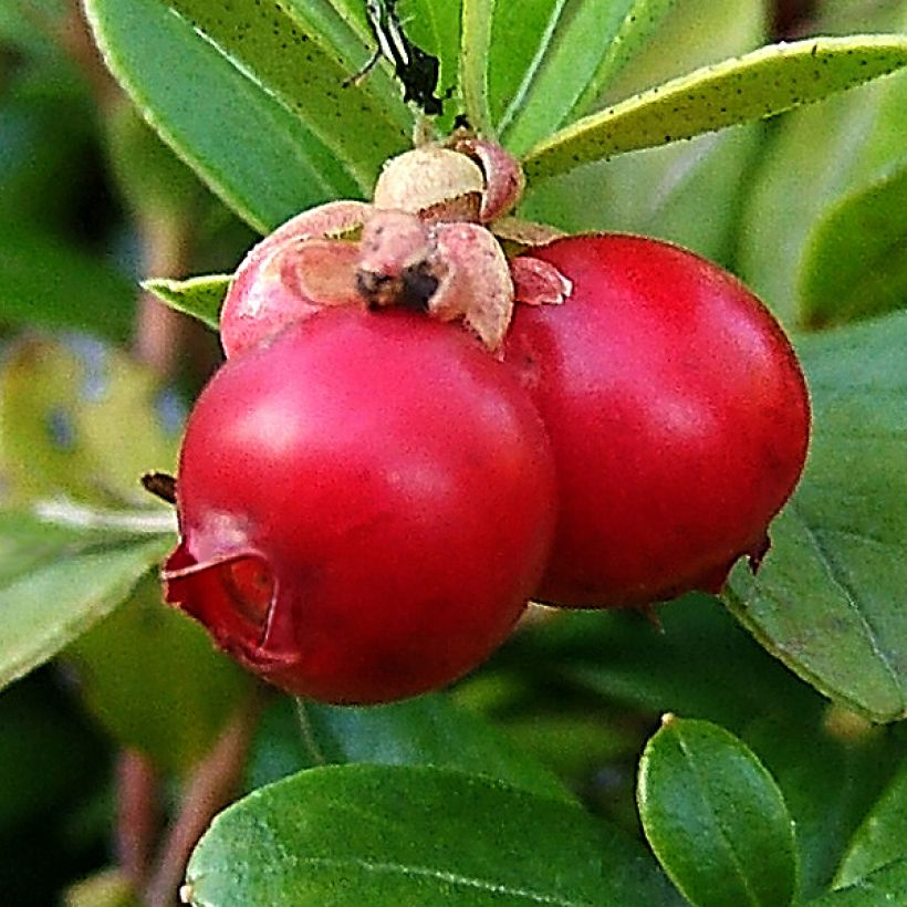 Cranberry - Vaccinium macrocarpon (Harvest)