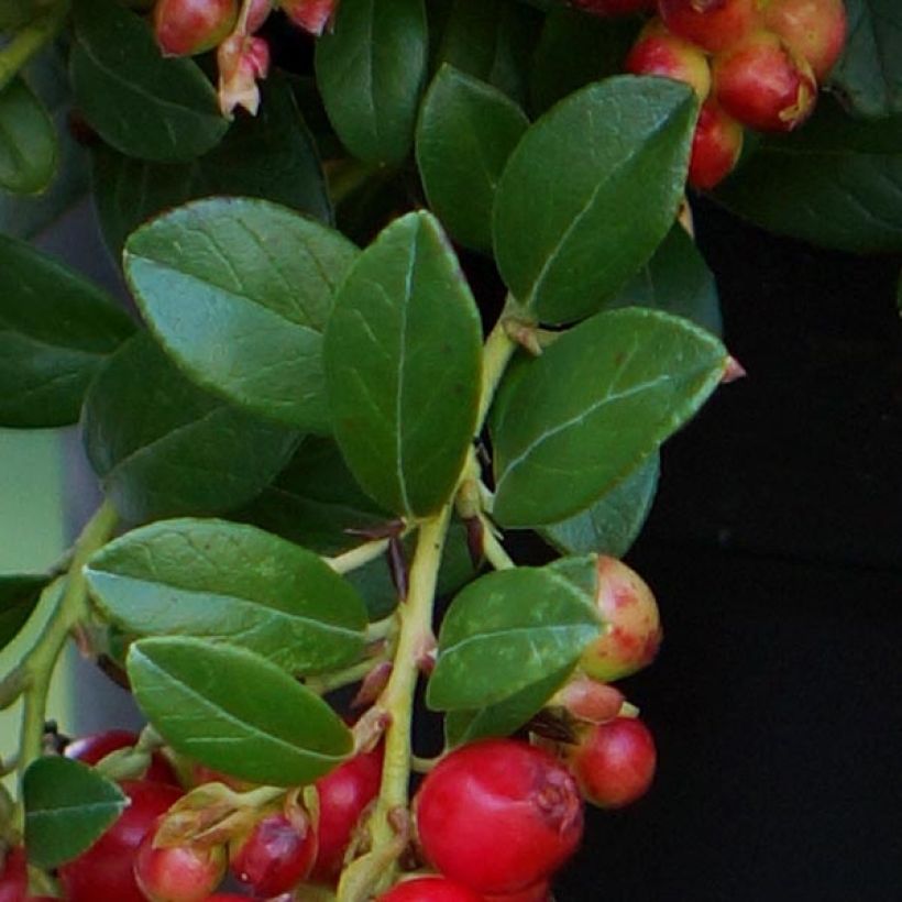 Vaccinium vitis-idaea FIREBALLS Lirome (Foliage)