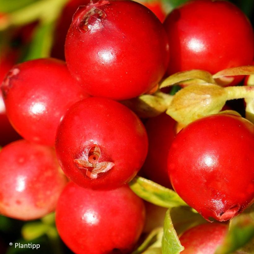 Vaccinium vitis-idaea FIREBALLS Lirome (Harvest)