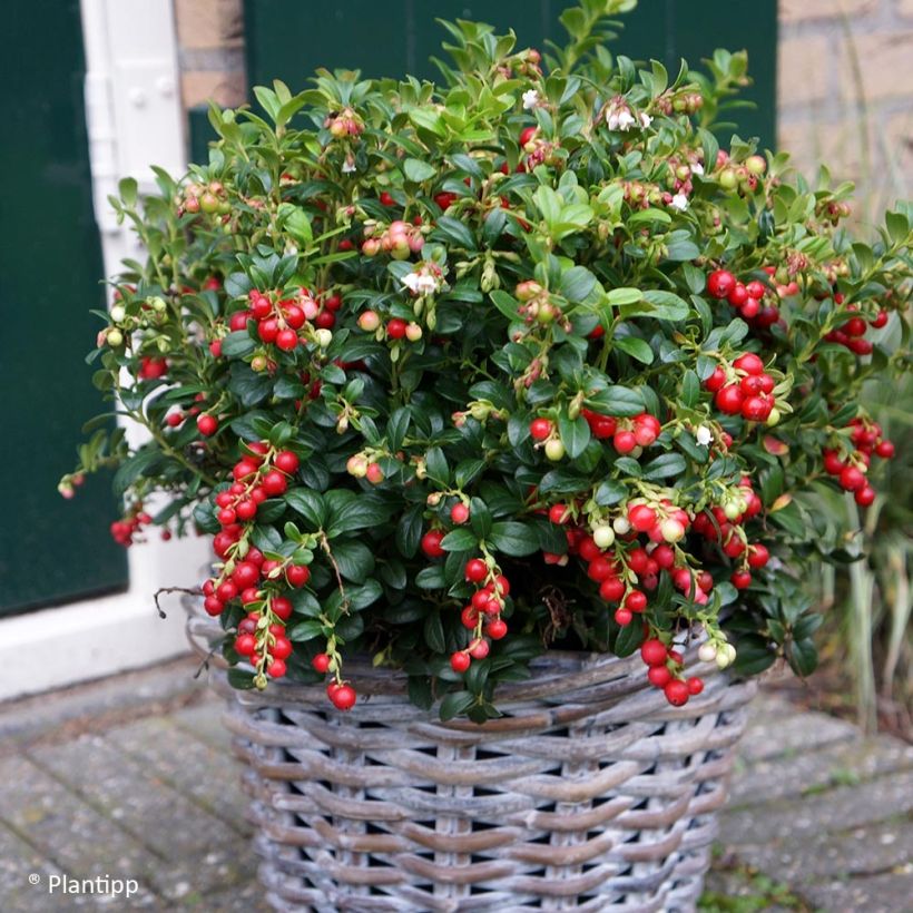 Vaccinium vitis-idaea Miss Cherry - Bilberry (Plant habit)