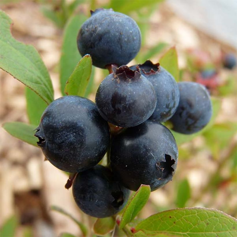 Vaccinium corymbosum Emil- American Blueberry (Harvest)