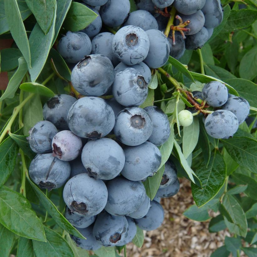 Vaccinium corymbosum Sunshine Blue- American Blueberry (Harvest)