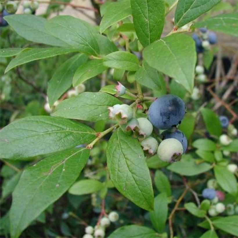 Vaccinium Blue Crop - Blueberry (Foliage)