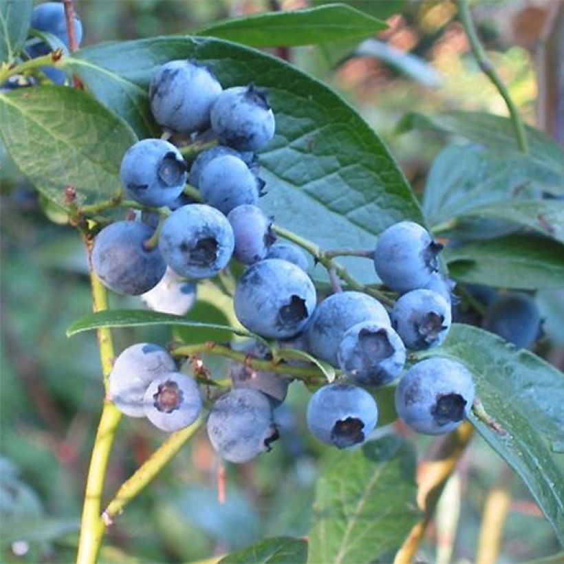 Vaccinium Blue Crop - Blueberry (Harvest)