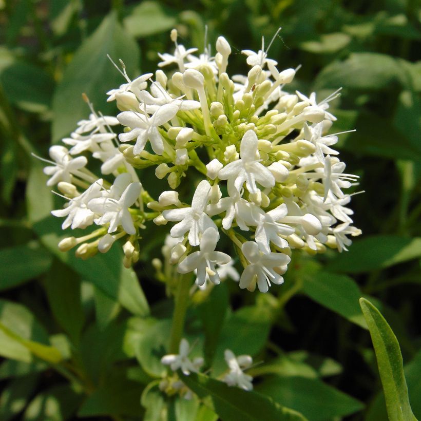 Centranthus ruber Albus (Flowering)