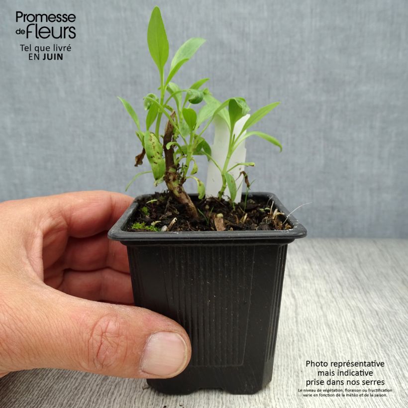 Centranthus ruber Albus 8/9 cm pot sample as delivered in summer