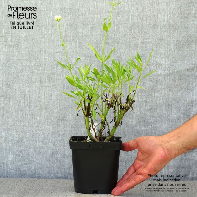 Centranthus ruber Albus 2L/3L pot sample as delivered in summer