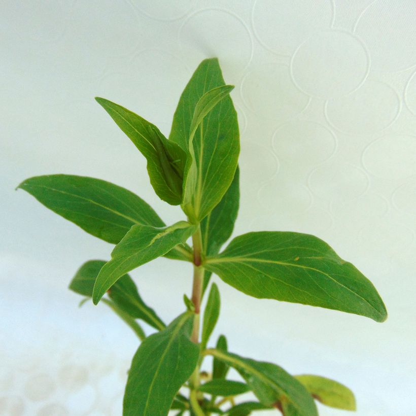 Centranthus ruber (Foliage)