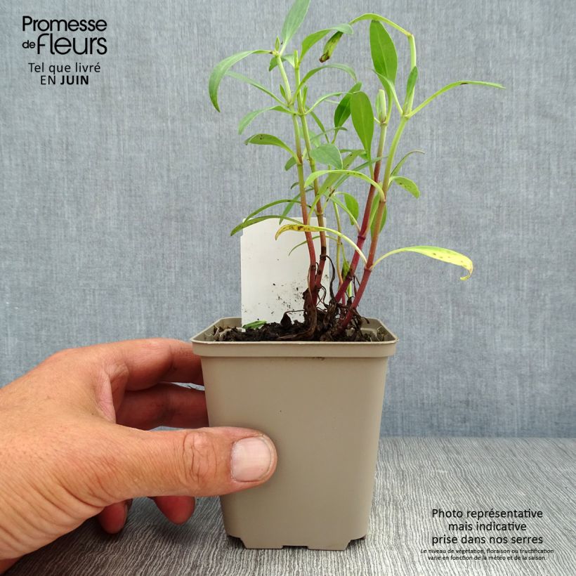 Centranthus ruber 8/9 cm pot sample as delivered in summer
