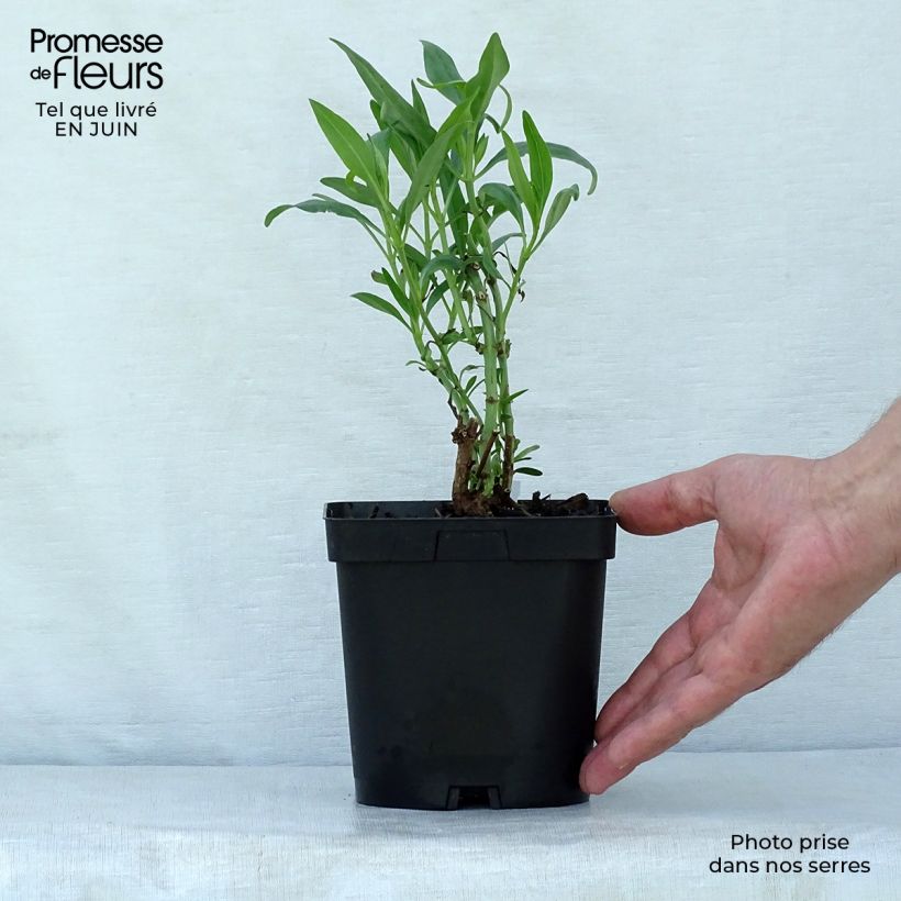 Centranthus ruber 2L/3L pot sample as delivered in summer