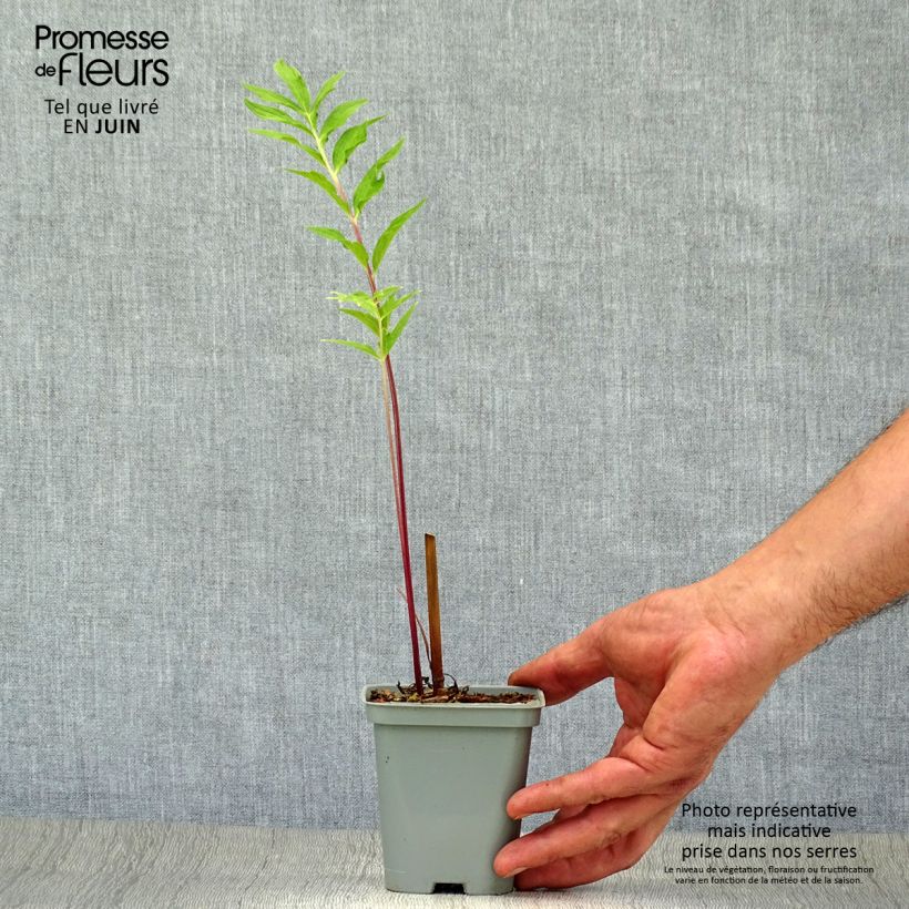 Valeriana officinalis 8/9 cm pot sample as delivered in summer