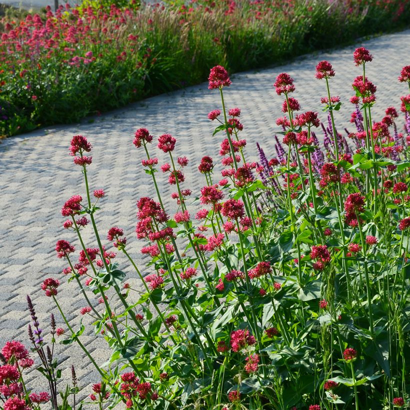 Centranthus ruber Coccineus (Plant habit)