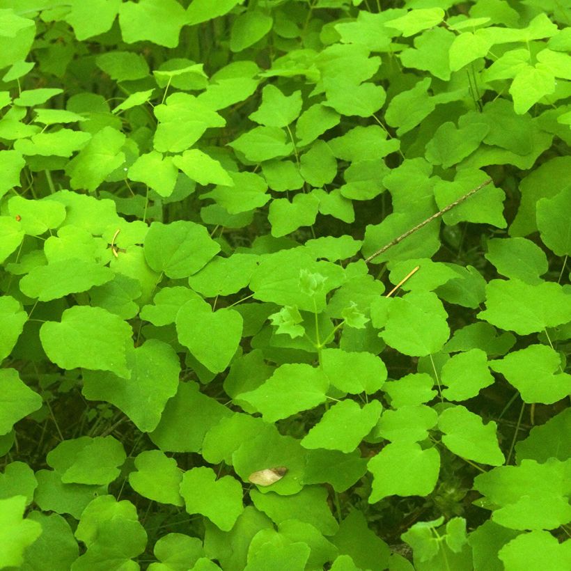 Vancouveria hexandra (Foliage)