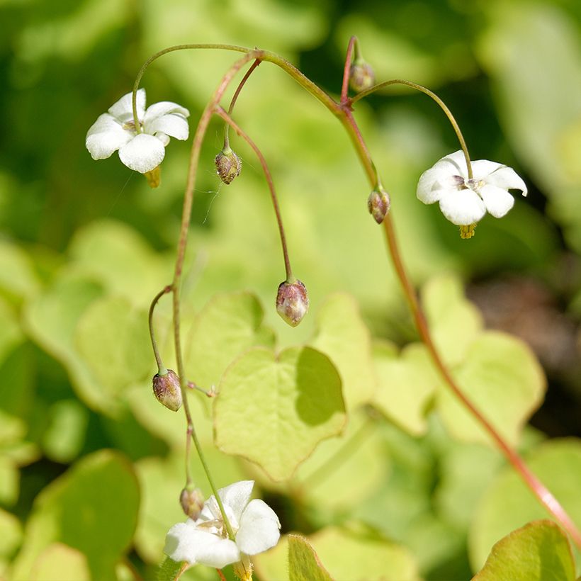 Vancouveria hexandra (Flowering)