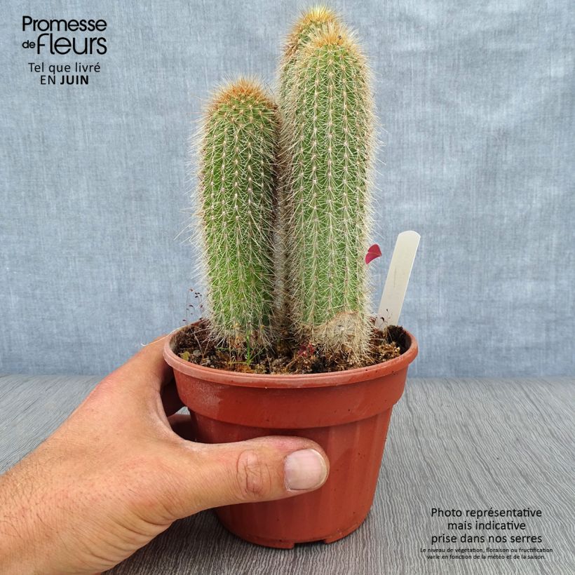 Vatricania guentheri 12cm pot sample as delivered in summer