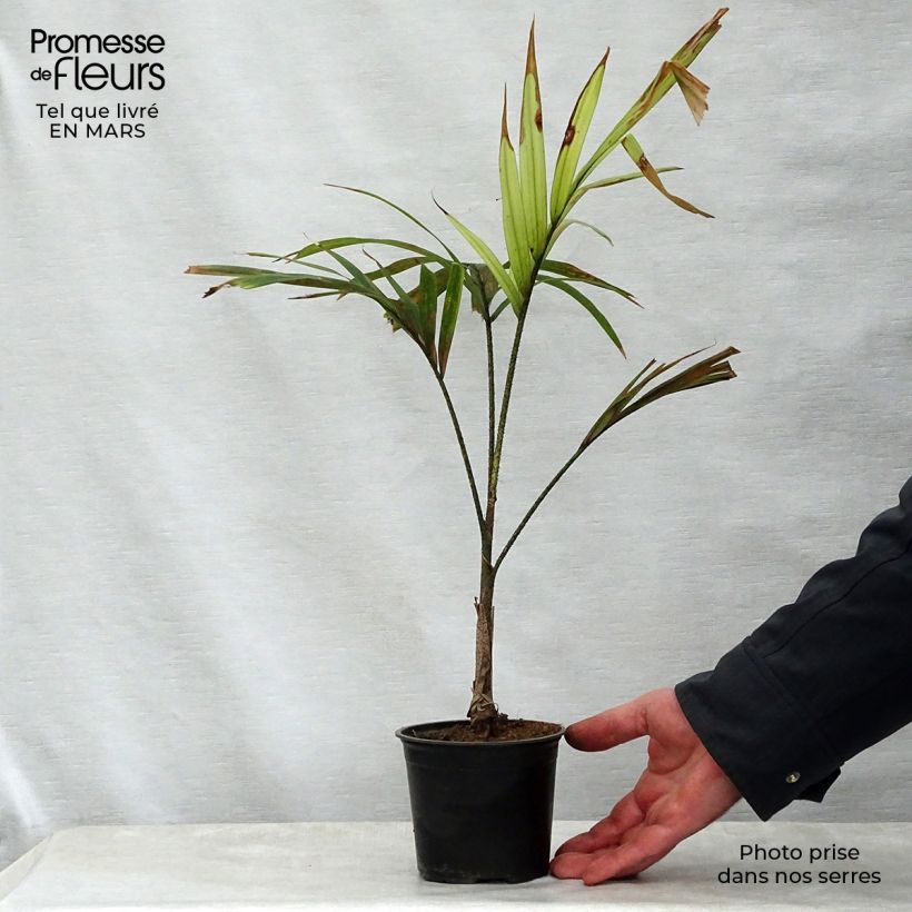 Veitchia joannis 12cm pot sample as delivered in spring