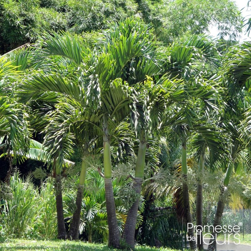 Veitchia merrillii - Manila Palm (Plant habit)