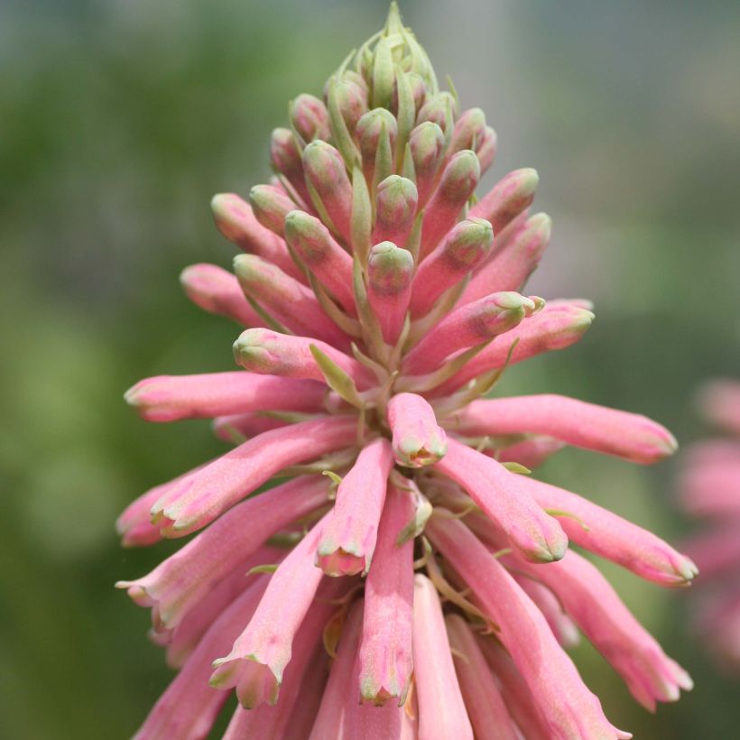 Veltheimia bracteata (Flowering)
