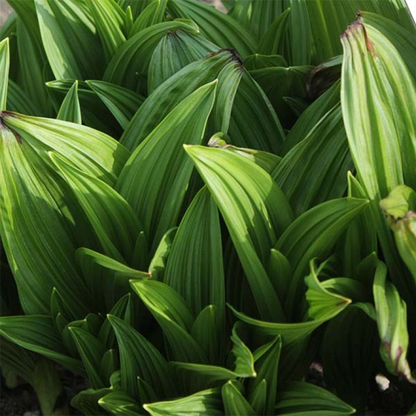 Veratrum nigrum (Foliage)