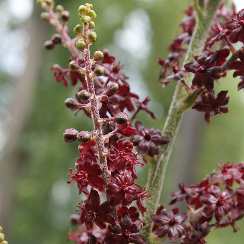 Veratrum nigrum (Flowering)