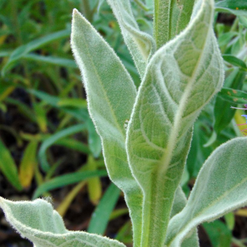 Verbascum thapsus - Mullein (Foliage)