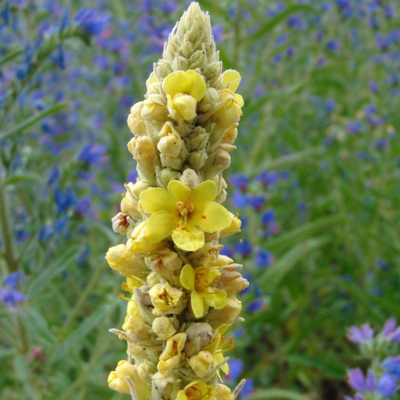 Verbascum thapsus - Mullein (Flowering)