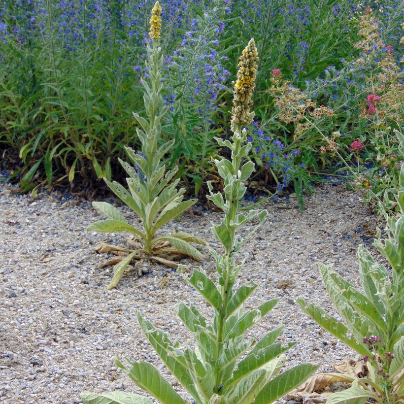 Verbascum thapsus - Mullein (Plant habit)