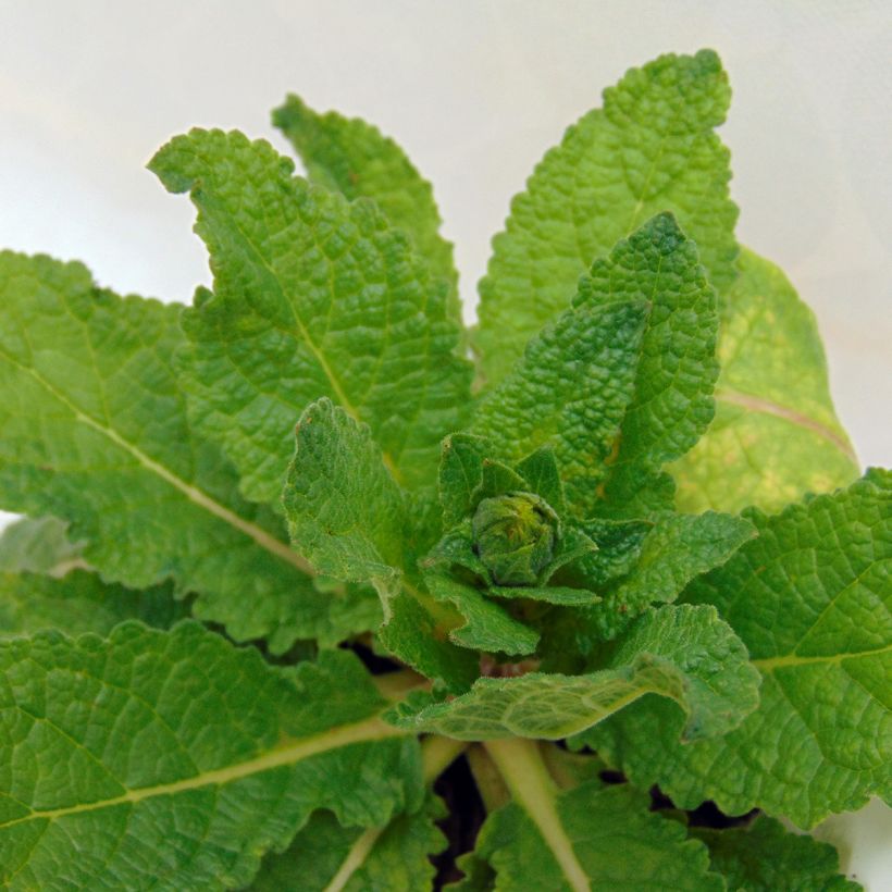 Verbascum Cotswold Queen - Mullein (Foliage)