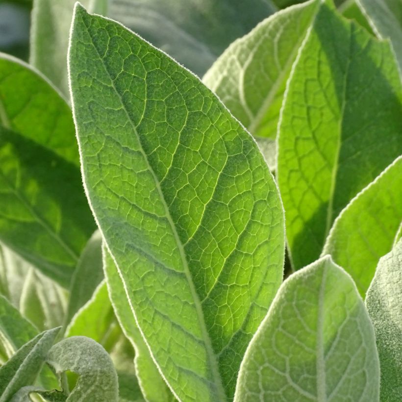 Verbascum bombyciferum Polarsommer - Mullein (Foliage)