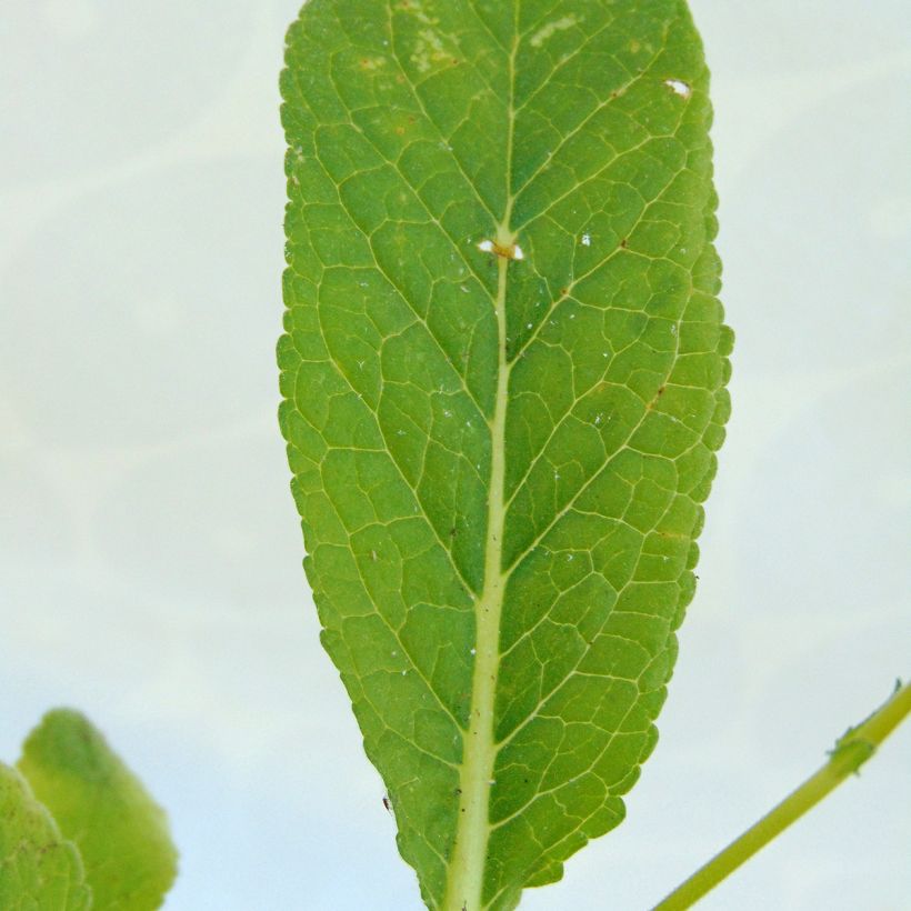 Verbascum Rosie - Mullein (Foliage)