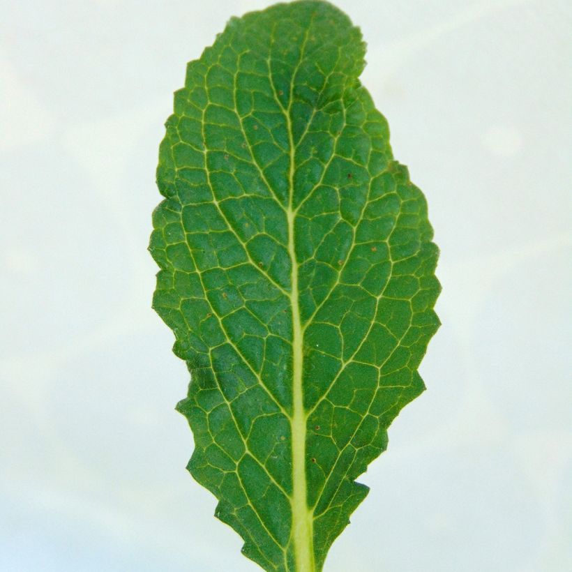 Verbascum Sugar Plum - Mullein (Foliage)