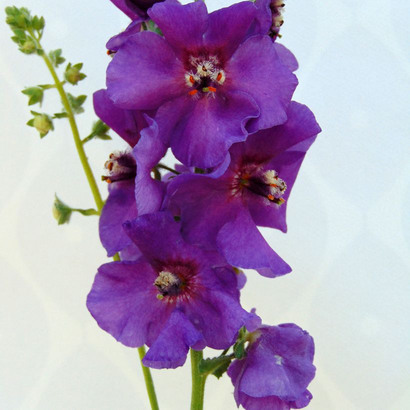 Verbascum Sugar Plum - Mullein (Flowering)