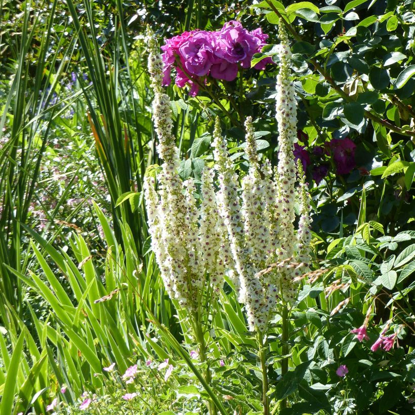 Verbascum chaixii Album - Mullein (Plant habit)