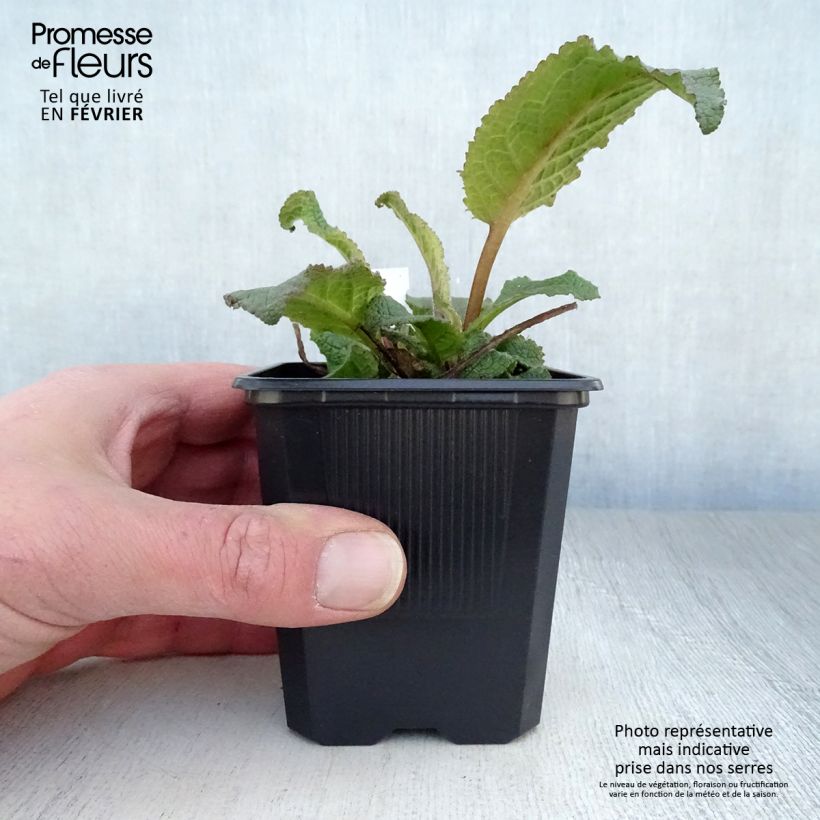 Verbascum Southern Charm - Mullein 8/9 cm pot sample as delivered in winter