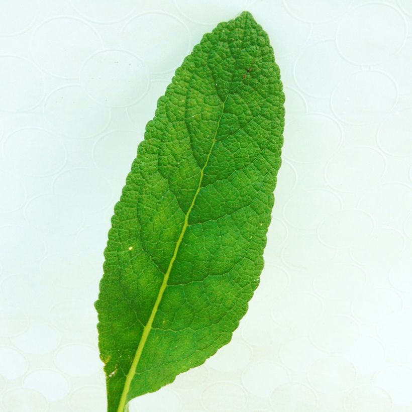 Verbascum Spica - Mullein (Foliage)