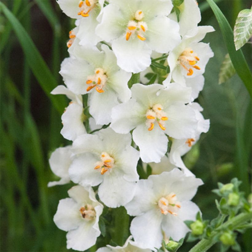 Verbascum phoeniceum Flush of White - Mullein (Flowering)